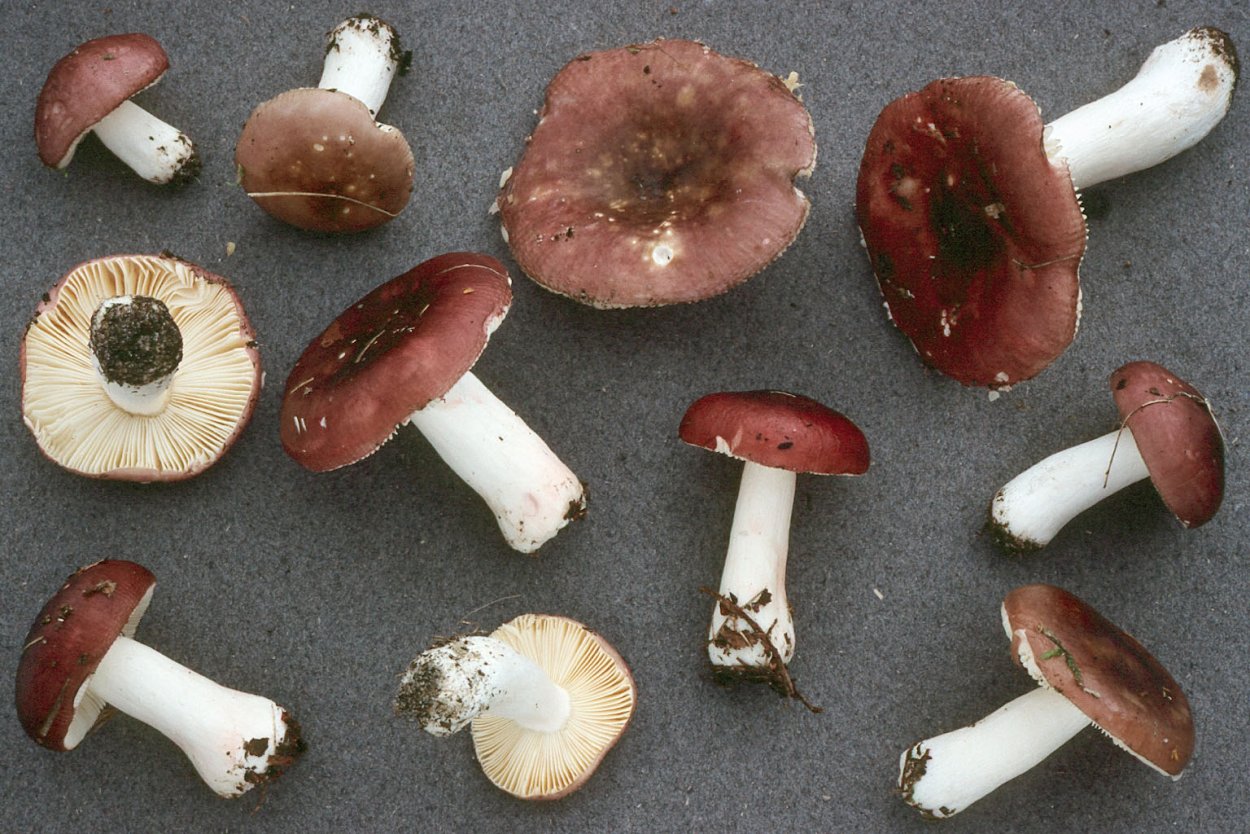 Сыроежка буреющая Russula xerampelina