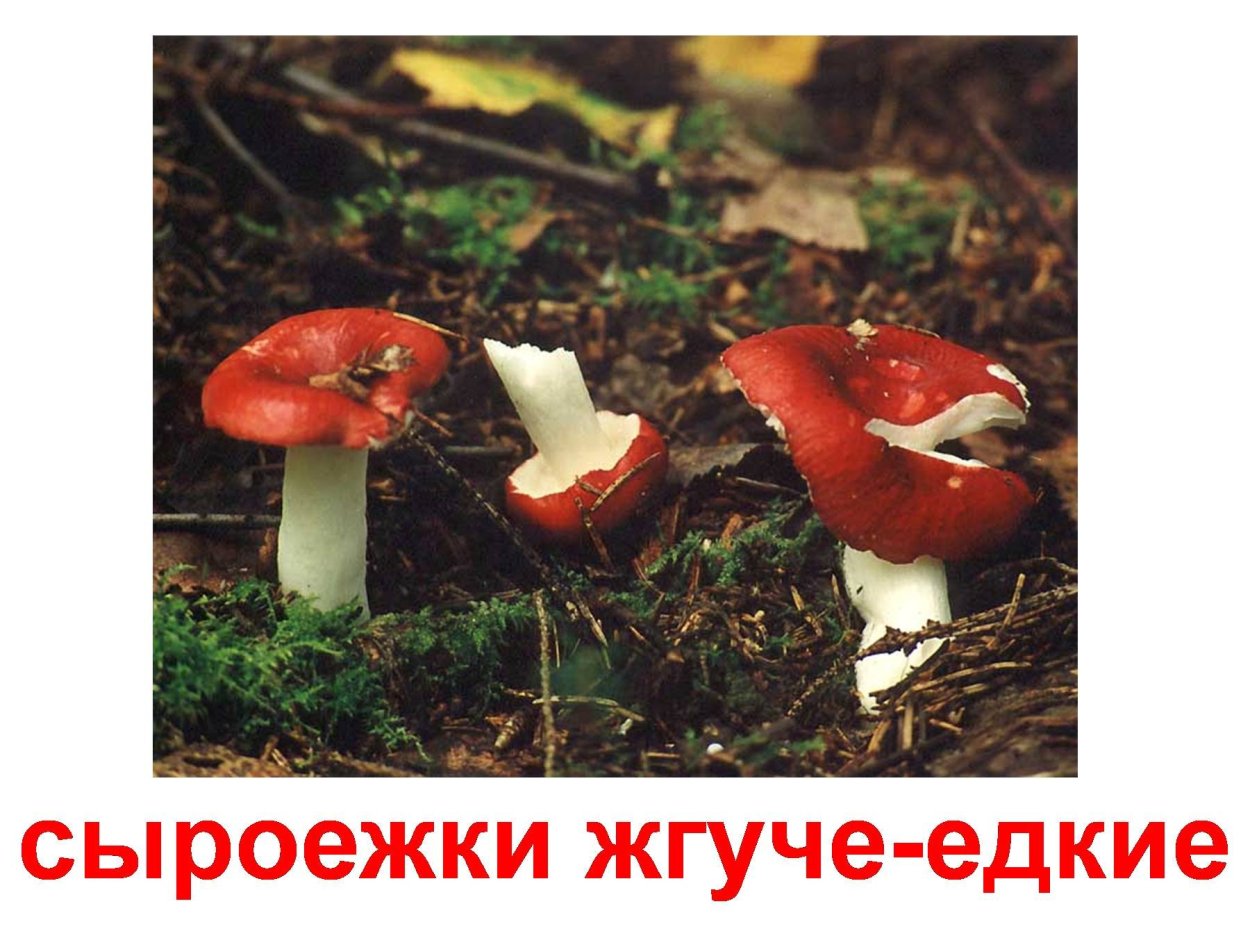 Сыроежка едкая жгучеедкая