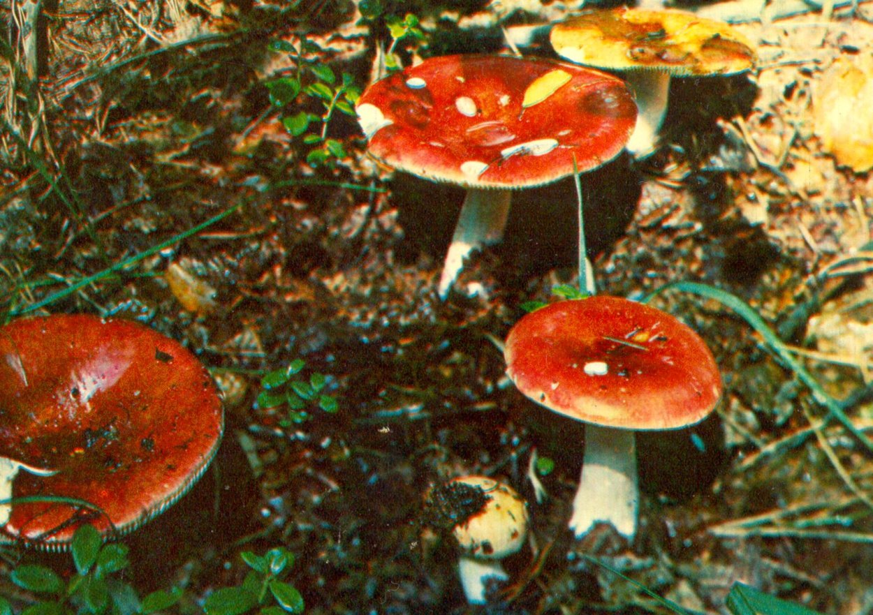 Сыроежка Боровая