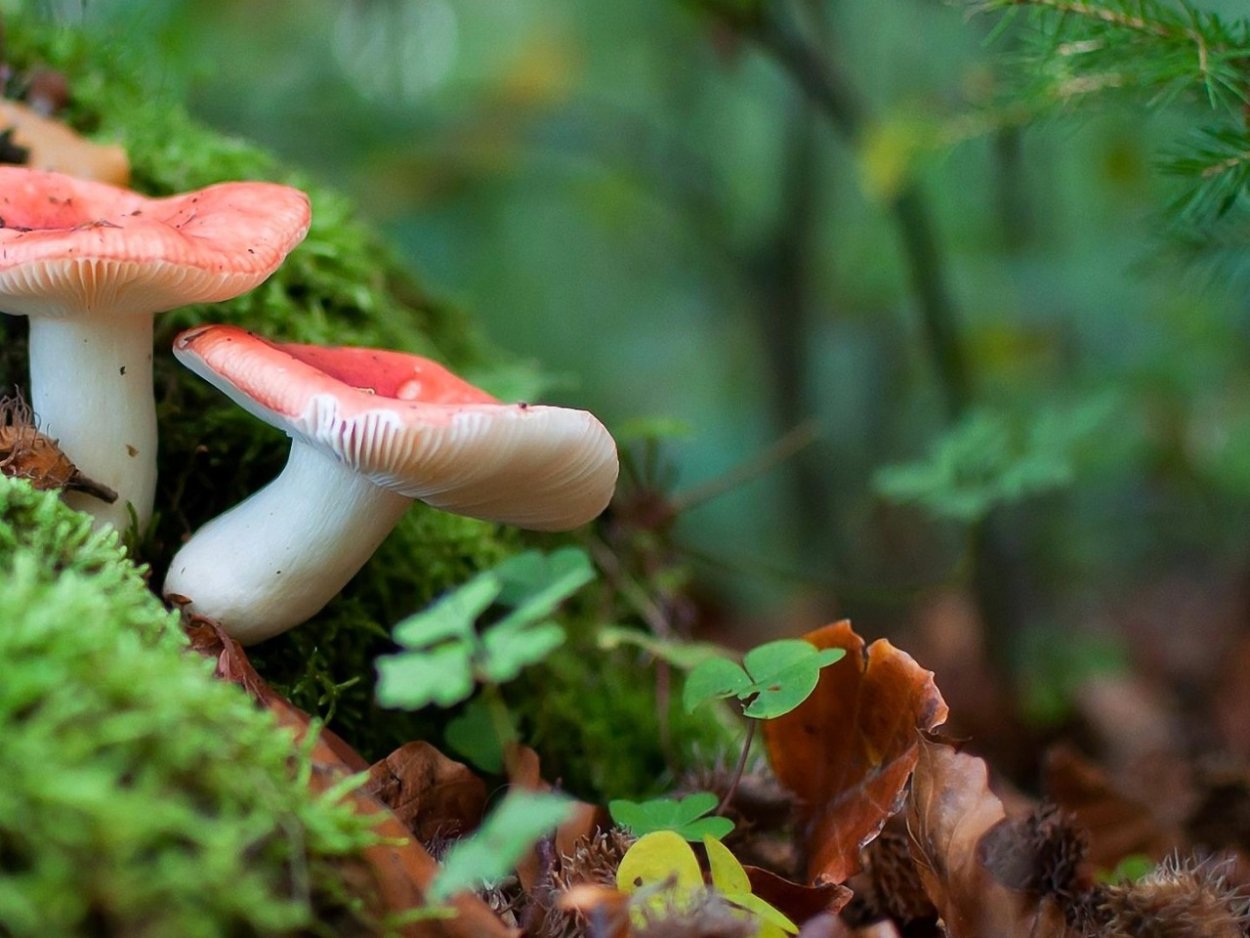 Сыроежка сардониксовая Russula Sardonia