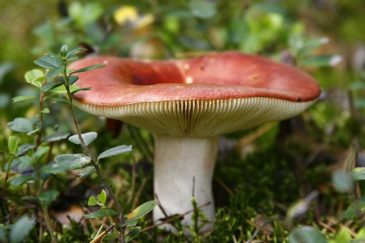 Сыроежка розовая Russula rosea