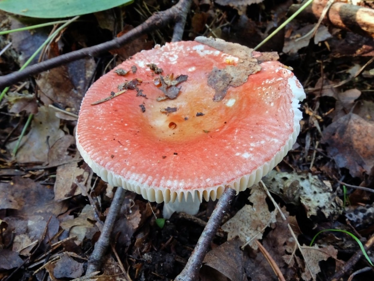 Сыроежка жгучеедкая (Russula emetica)