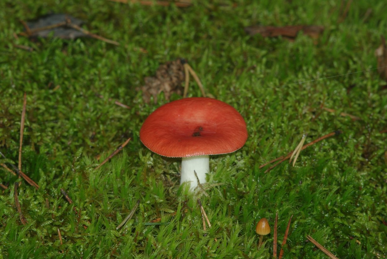 Осенние сыроежки грибы