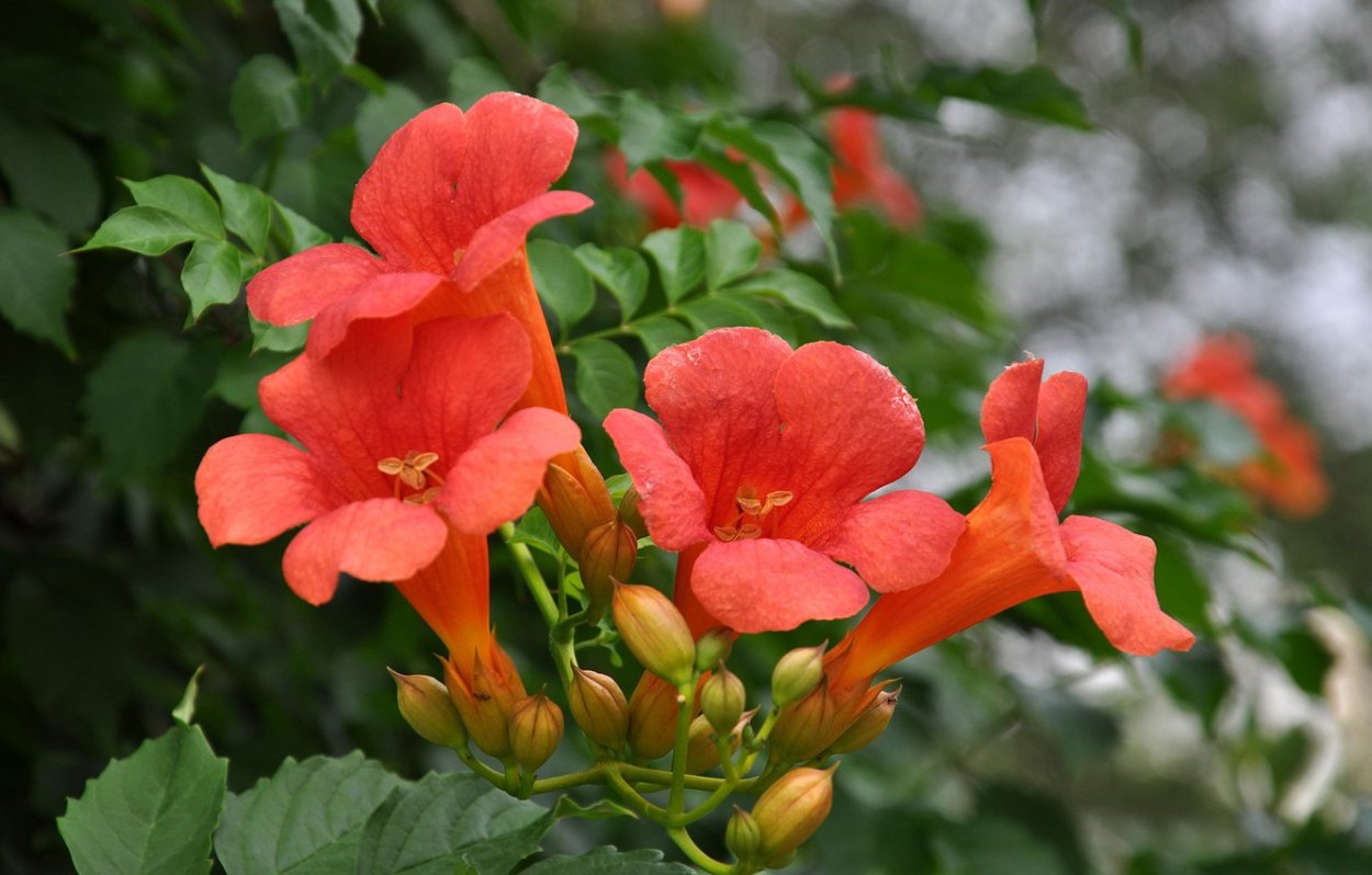 Кампсис укореняющийся Габор