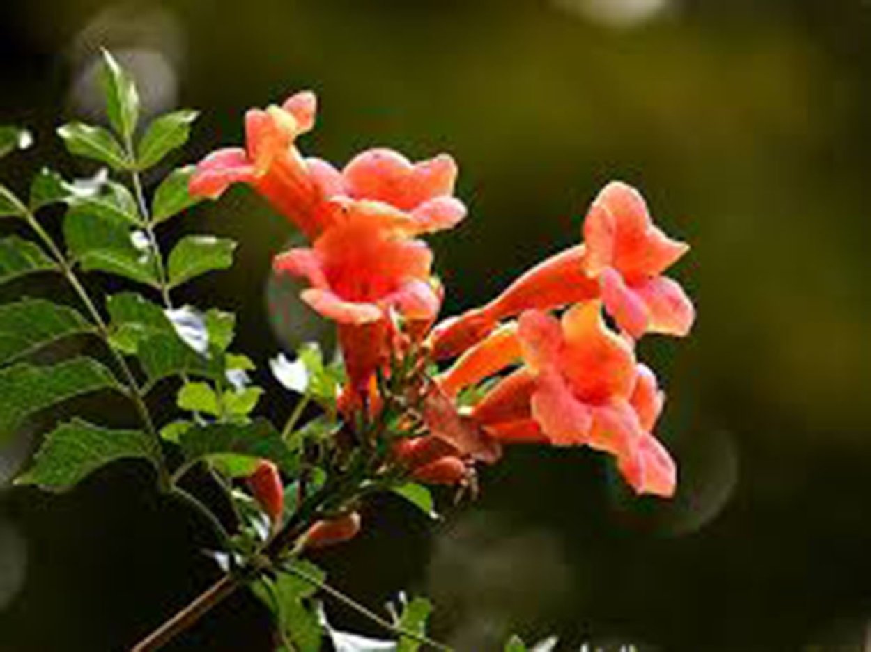 Текома кампсис