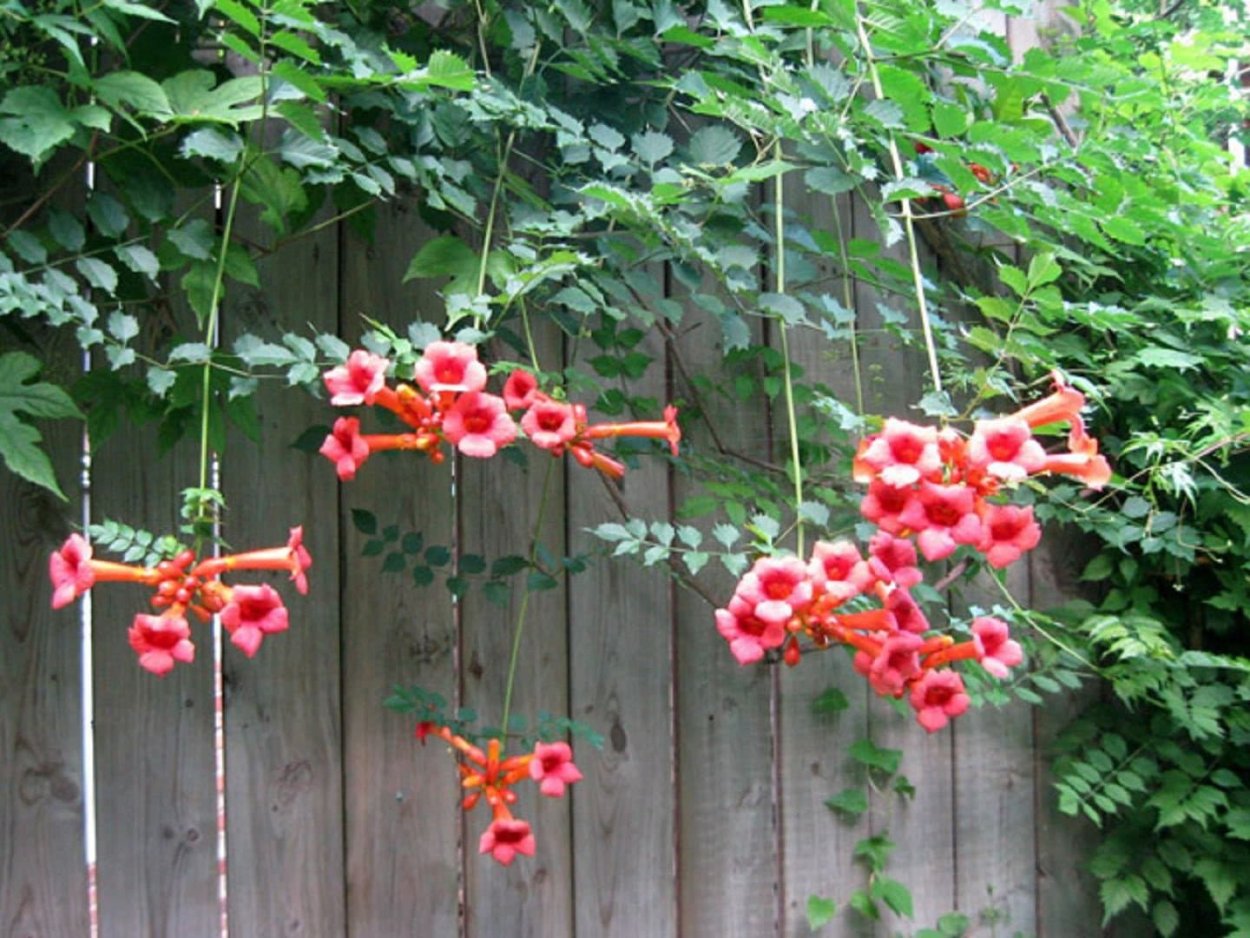 Кампсис Лиана