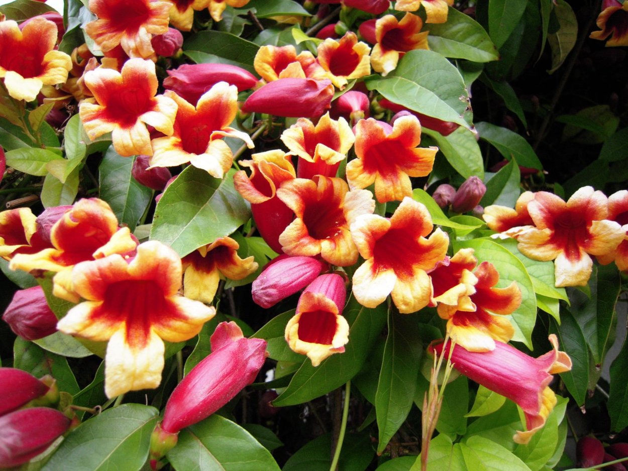 Лиана бугенвиллия кампсис