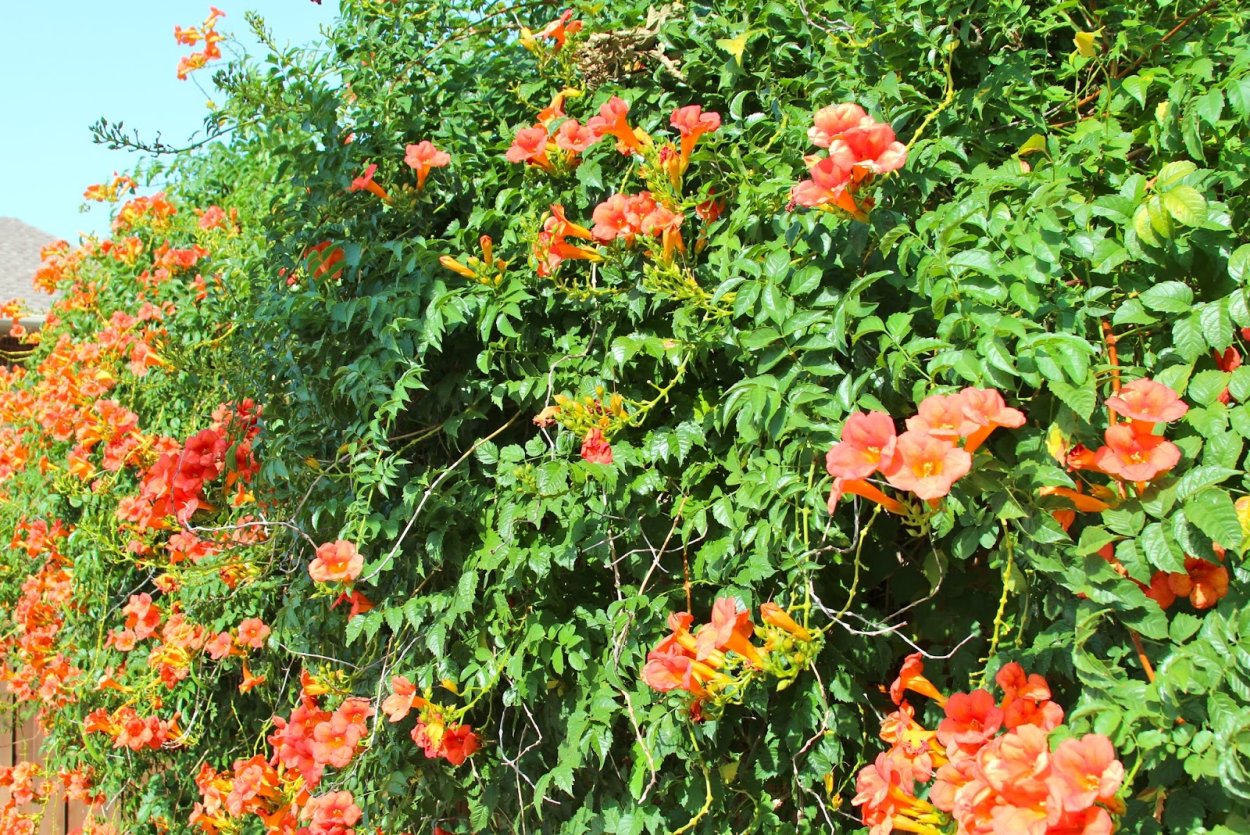 Лиана многолетняя кампсис