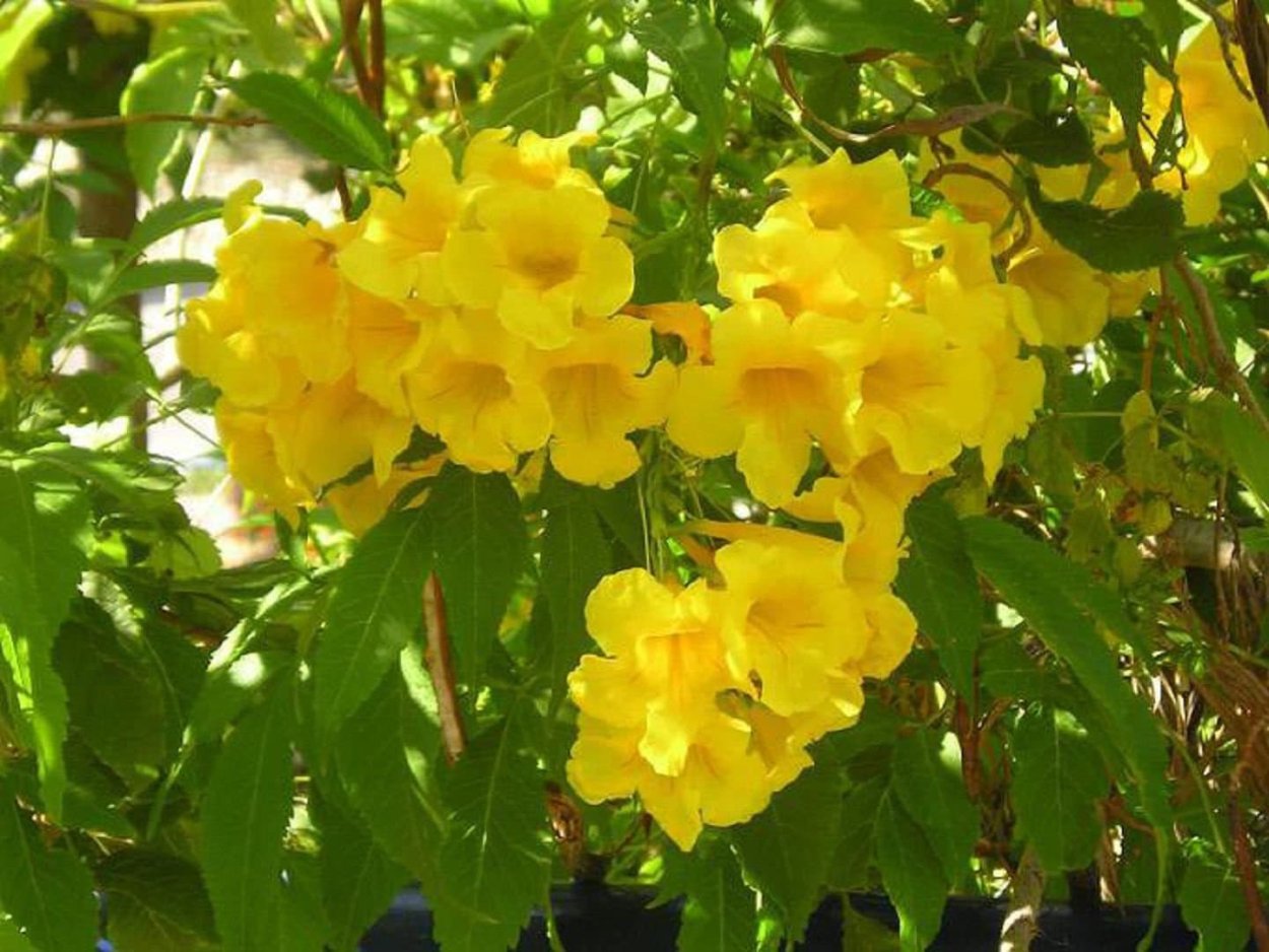 Кампсис Лиана