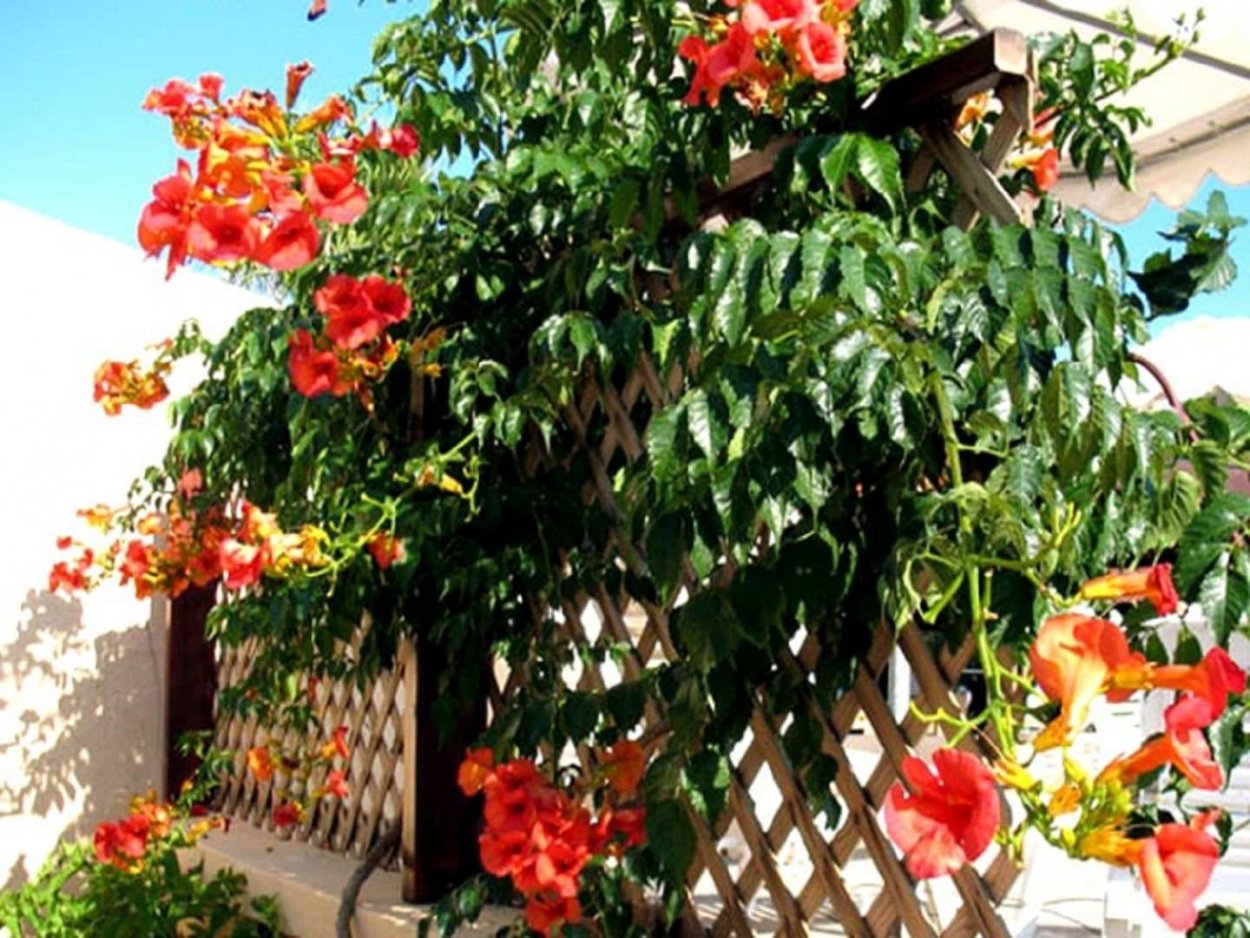 Кампсис и Глициния