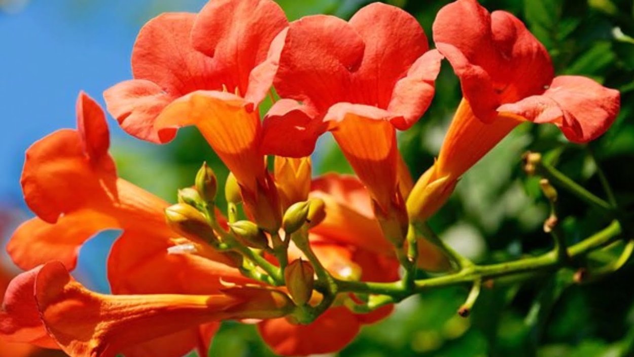 Кампсис клюква Стивенс