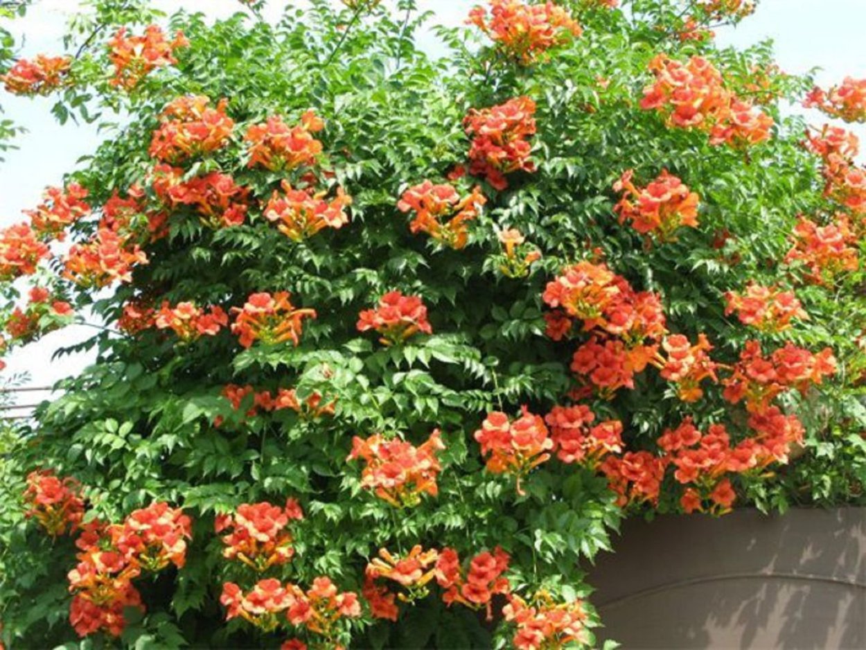 Кампсис на языке цветов