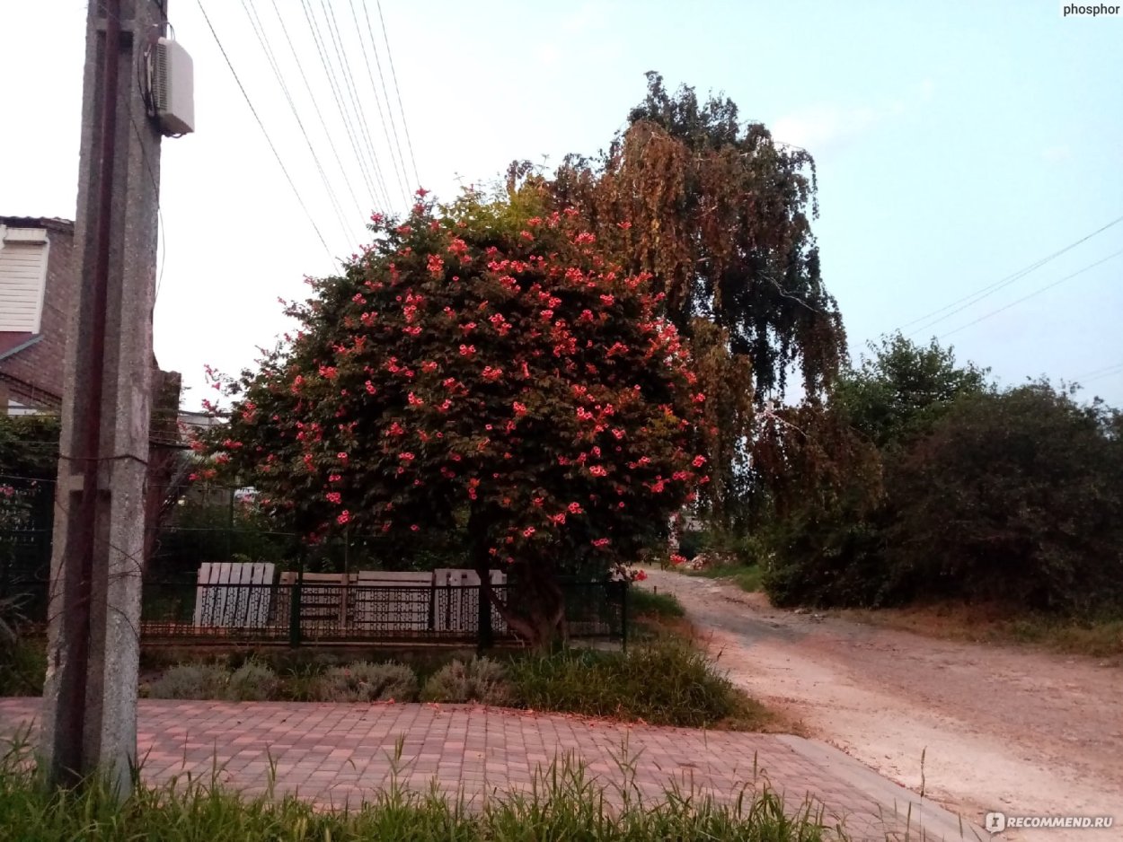 Кампсис Северный