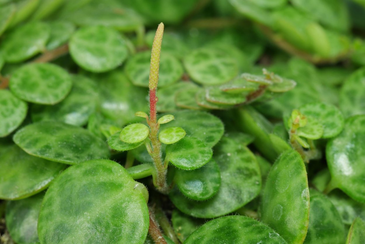 Пеперомия Peperomia bangroana