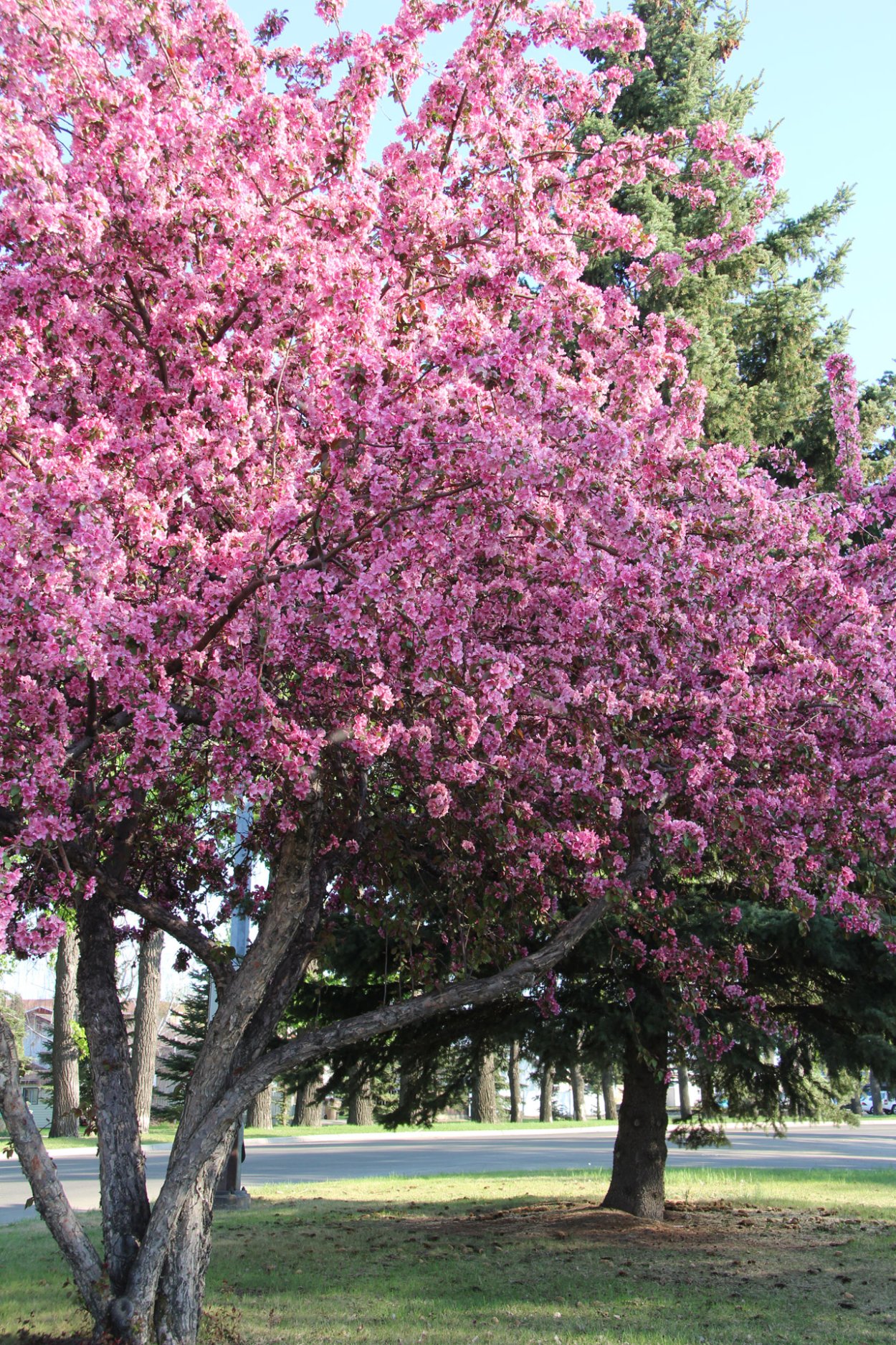 Дерево с розовыми цветами название фото