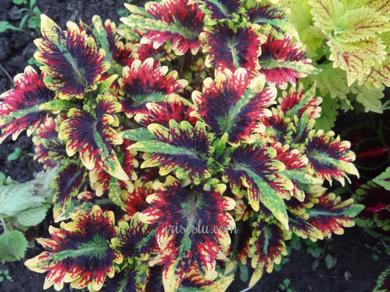 Колеус Визард Роуз