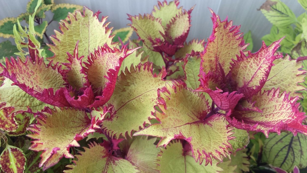 Колеус Coleus Juliet Quartermain