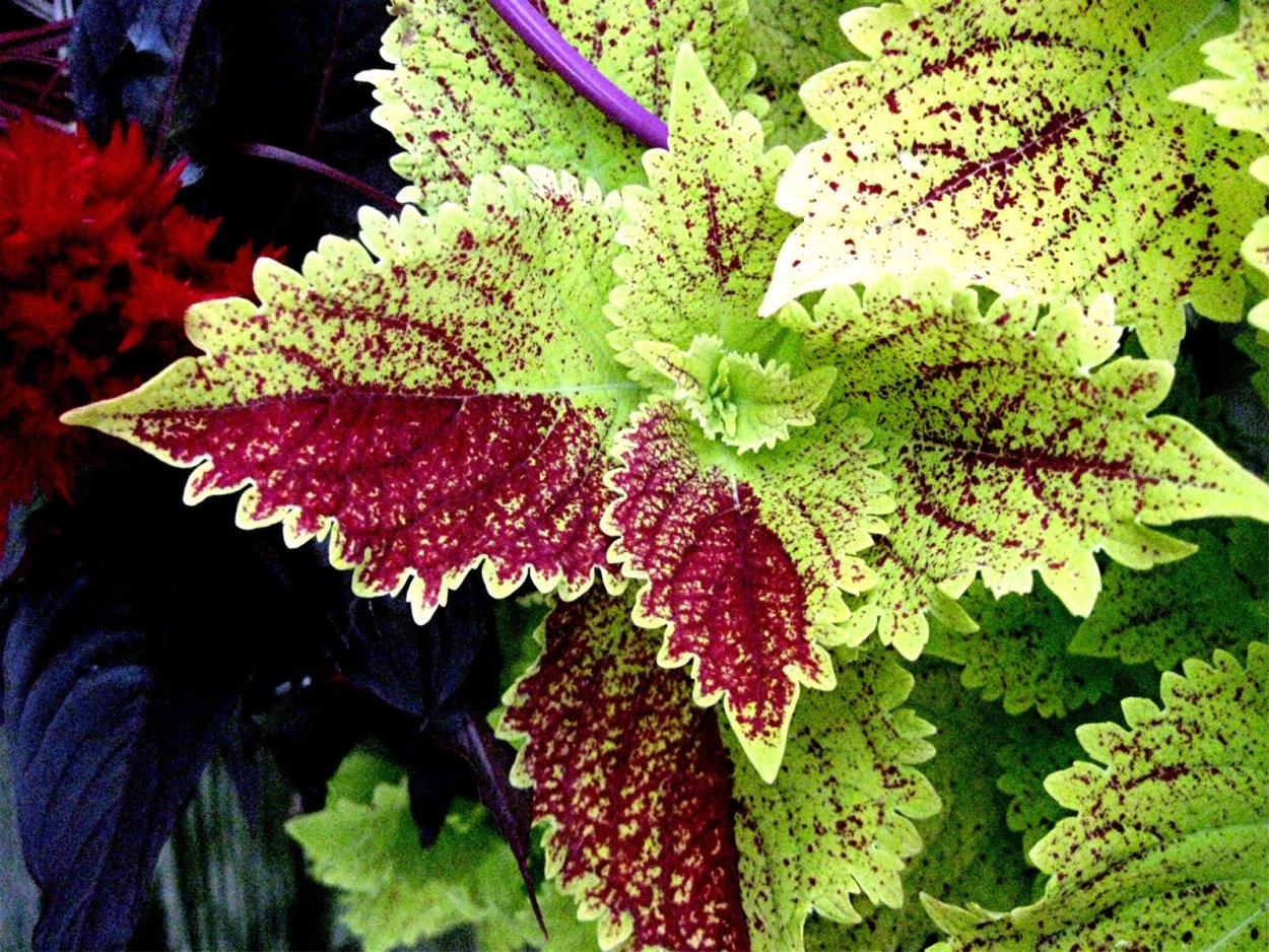 Колеус Chocolate