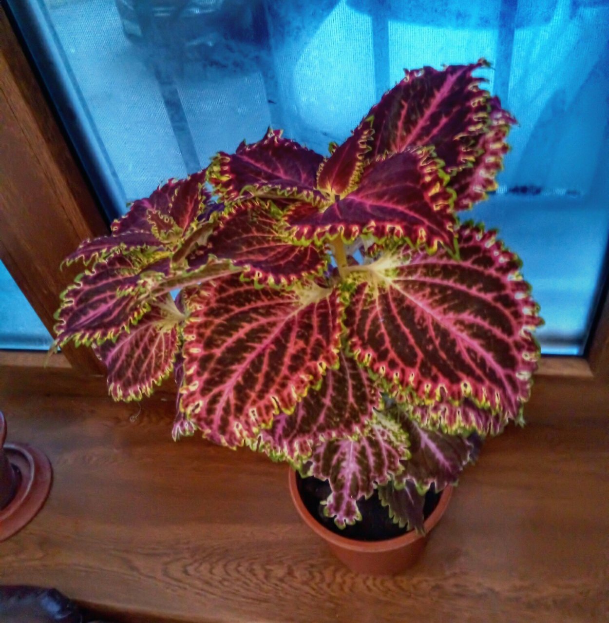 Колеус Cracklin Rosie