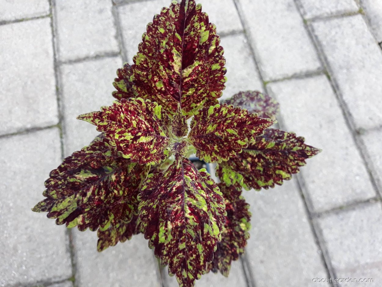 Колеус Coleus Blumei