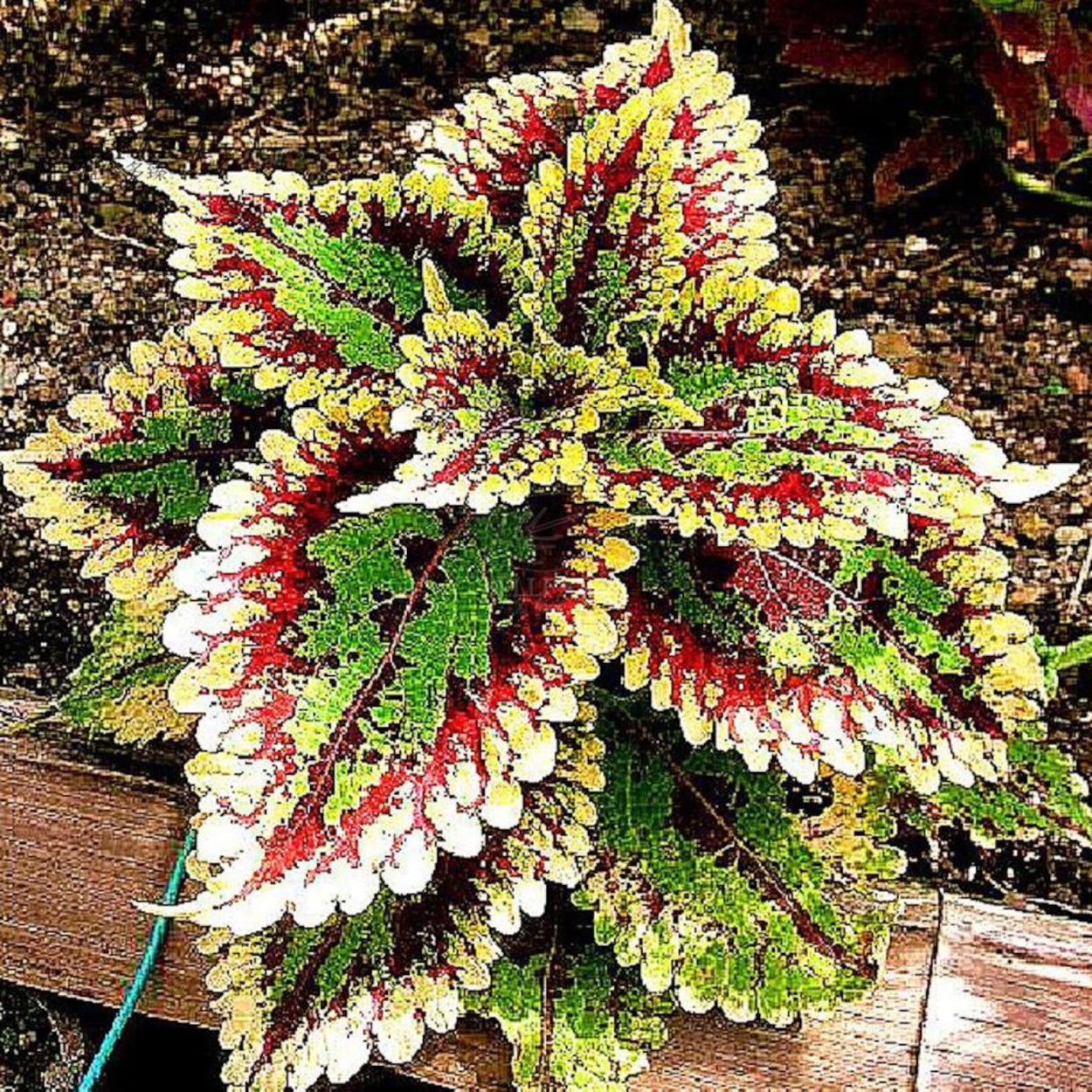 Колеус Центурион