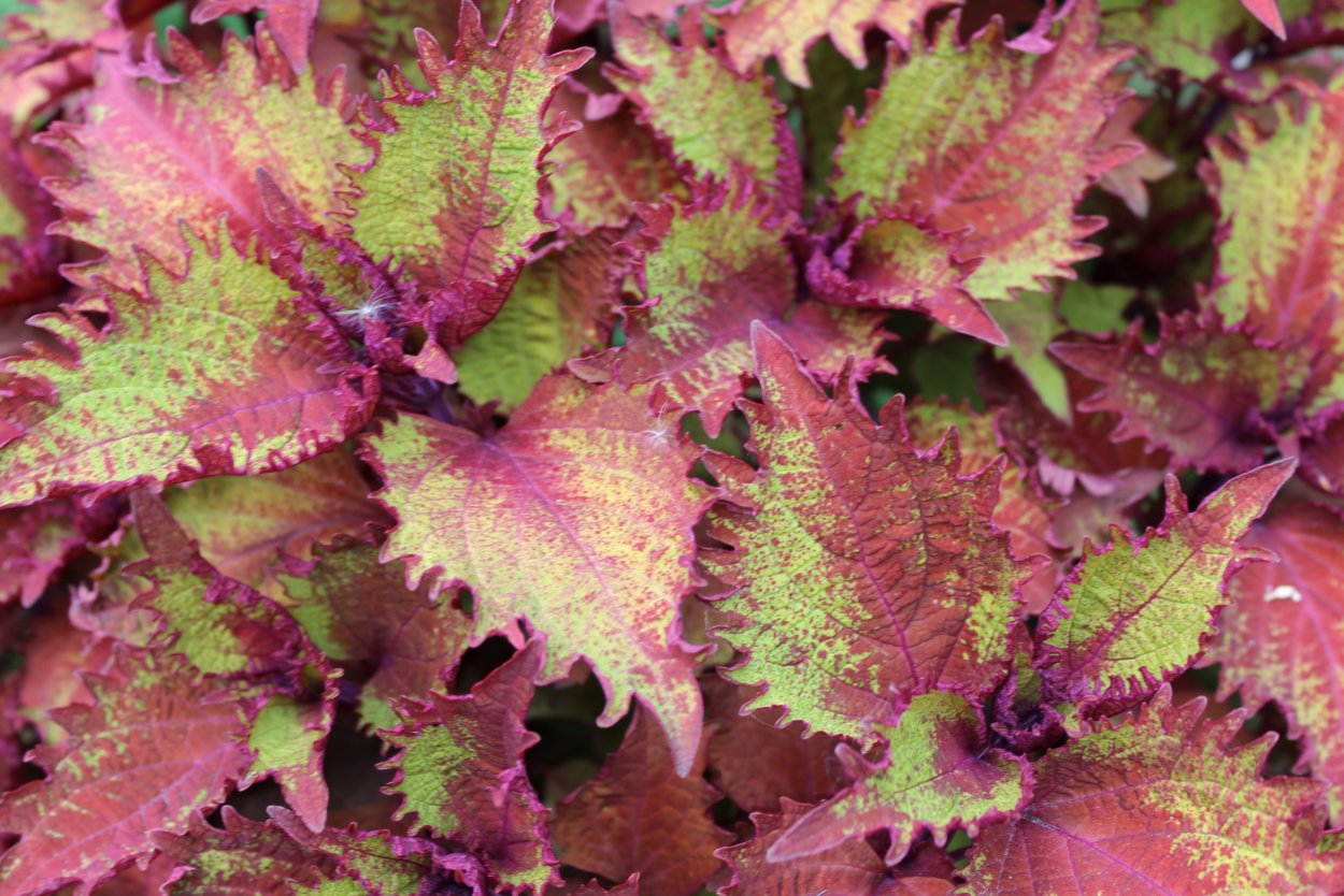 Колеус Coleus 'Rodeo Drive