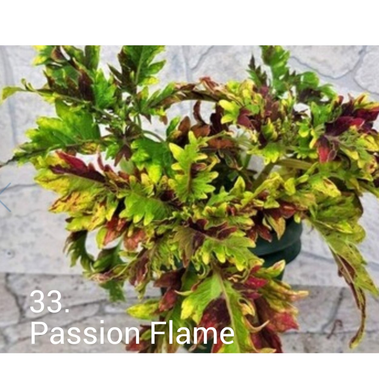 Колеус Джаинт экзибишен Marble