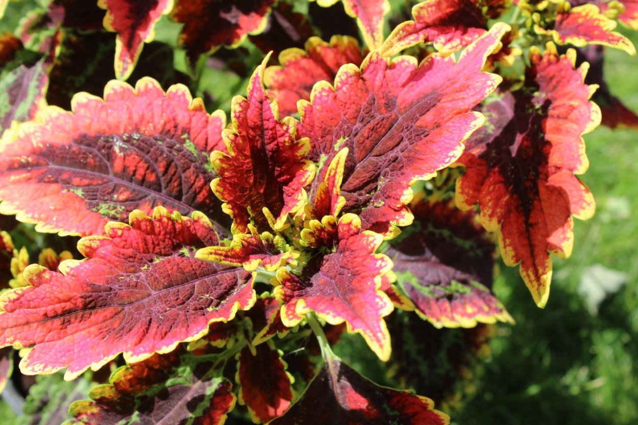 Колеус Джиант