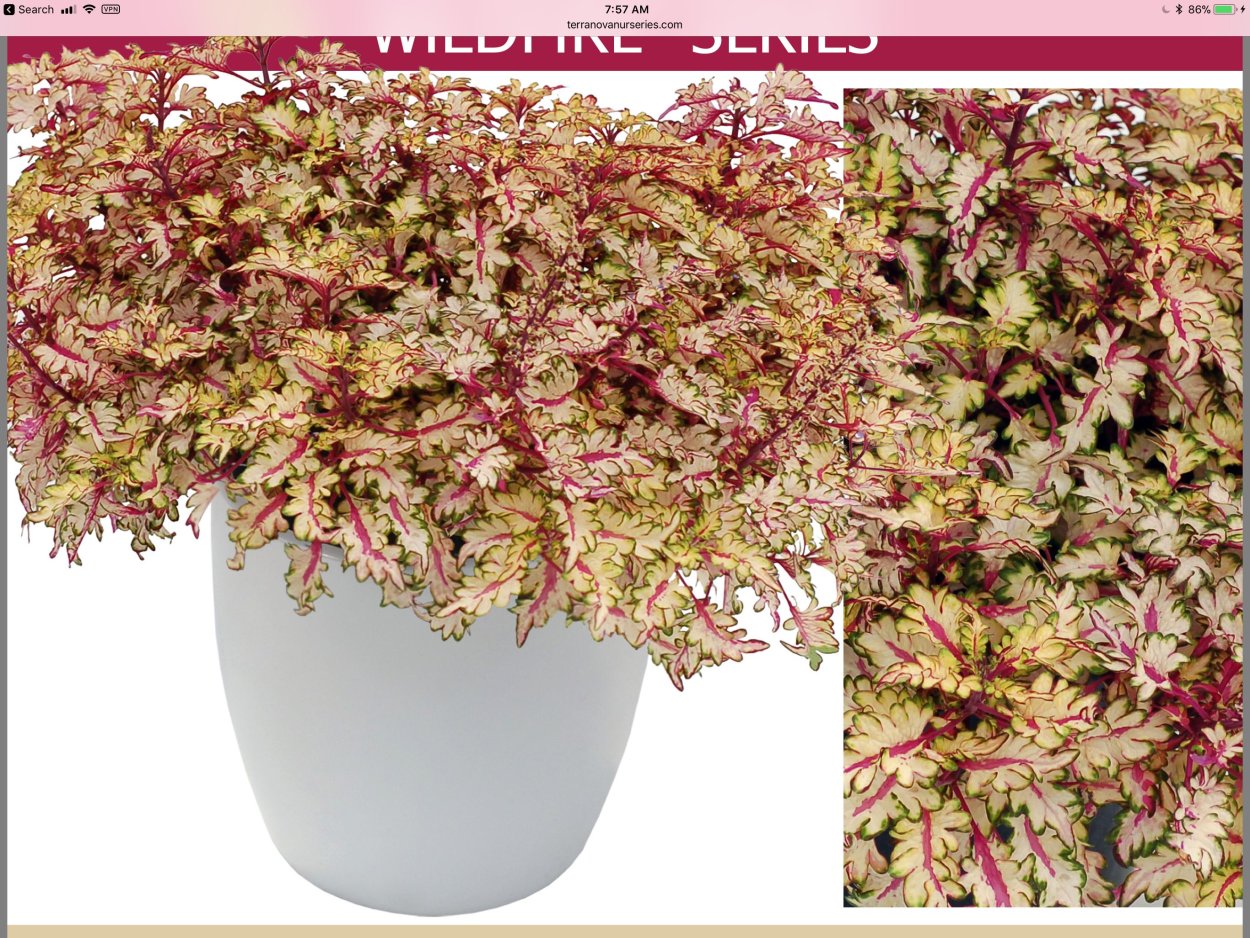 Колеус Sparkler