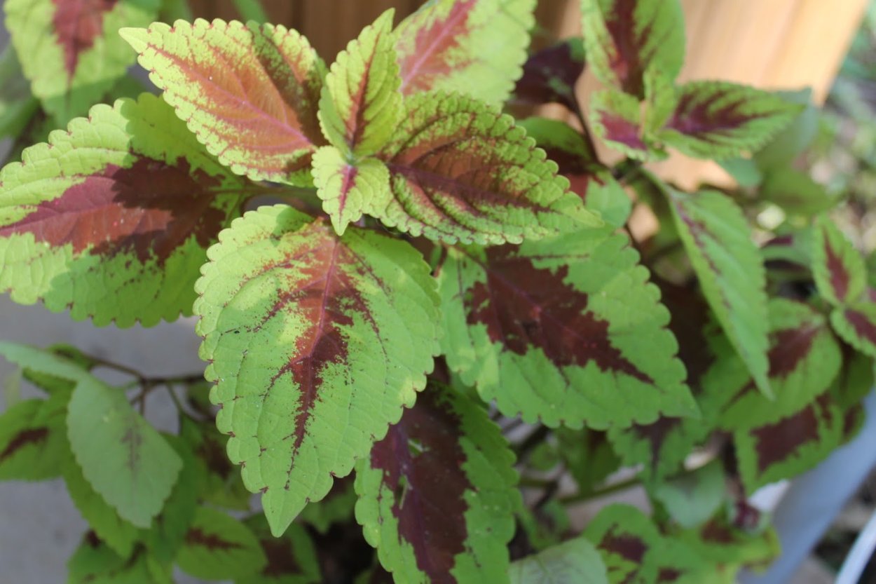 Колеус тропическое растение?