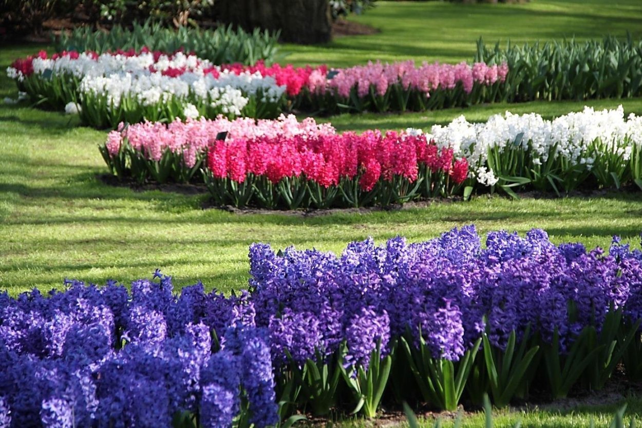 Весенняя клумба мускари гиацинт