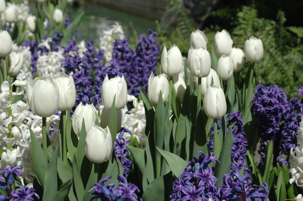 Мускари Крокус тюльпан гиацинт