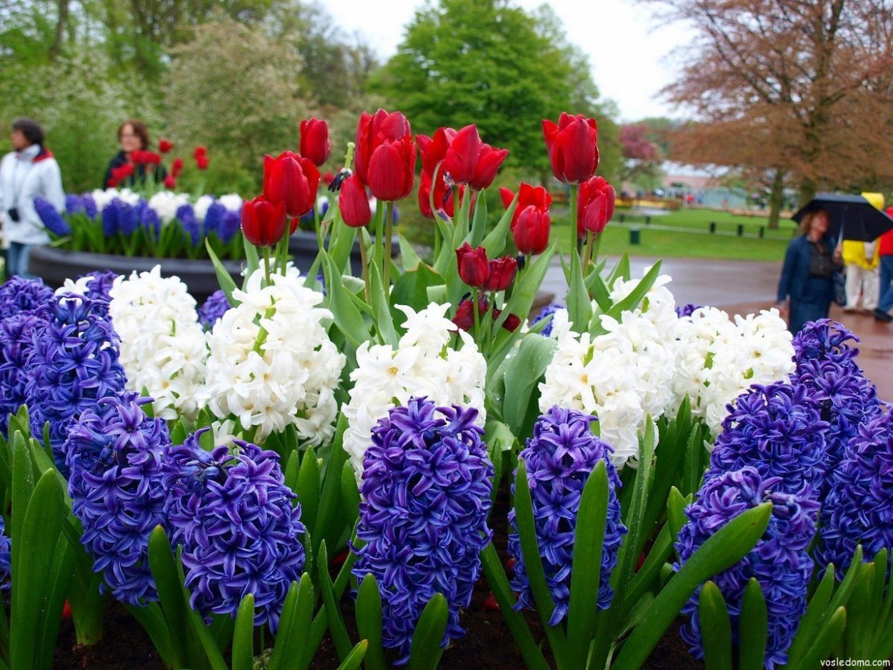 Тюльпаны нарциссы гиацинты