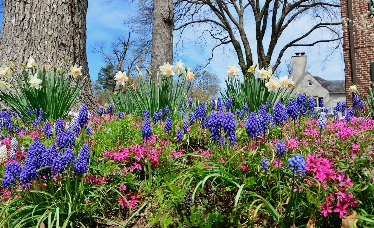 Весеннецветущие луковичные