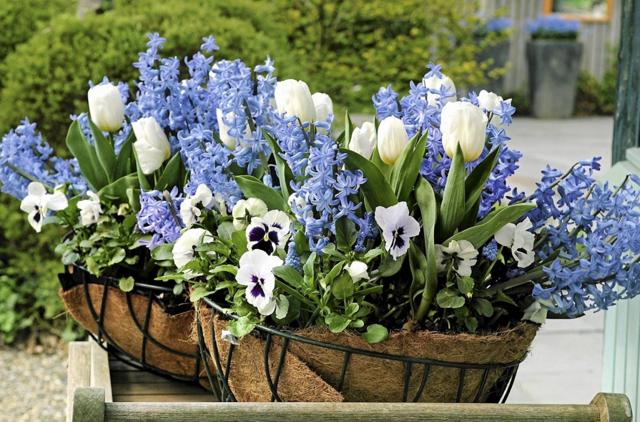Тюльпаны и мускари и гиацинты