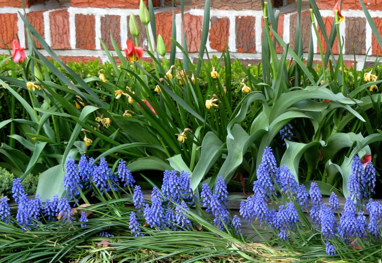 Мускари на клумбе
