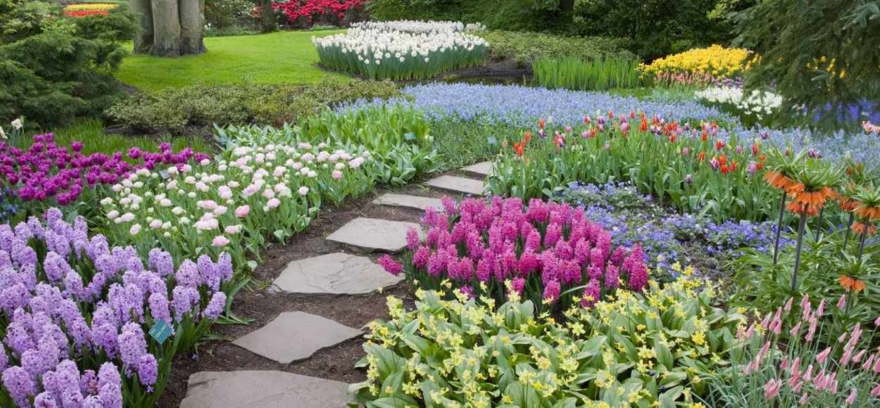 Луковичные в ландшафте