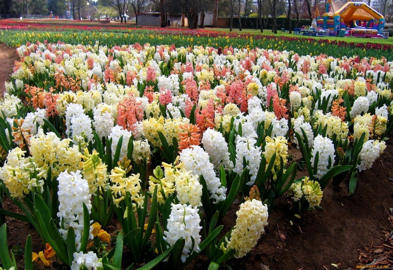 Горзеленхоз луковичные лилии