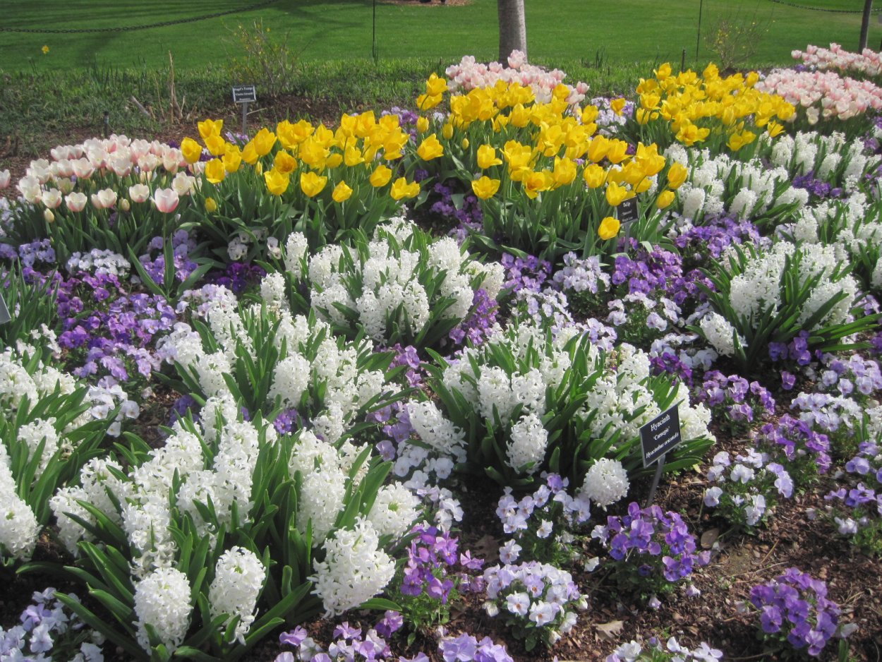 Миксбордер тюльпаны крокусы нарциссы