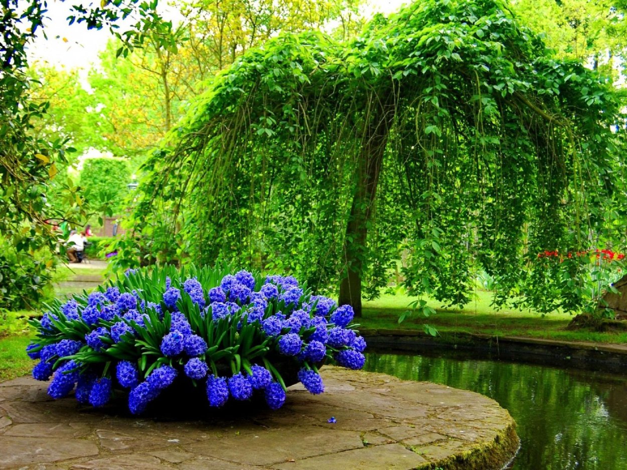 Парки и с растениями