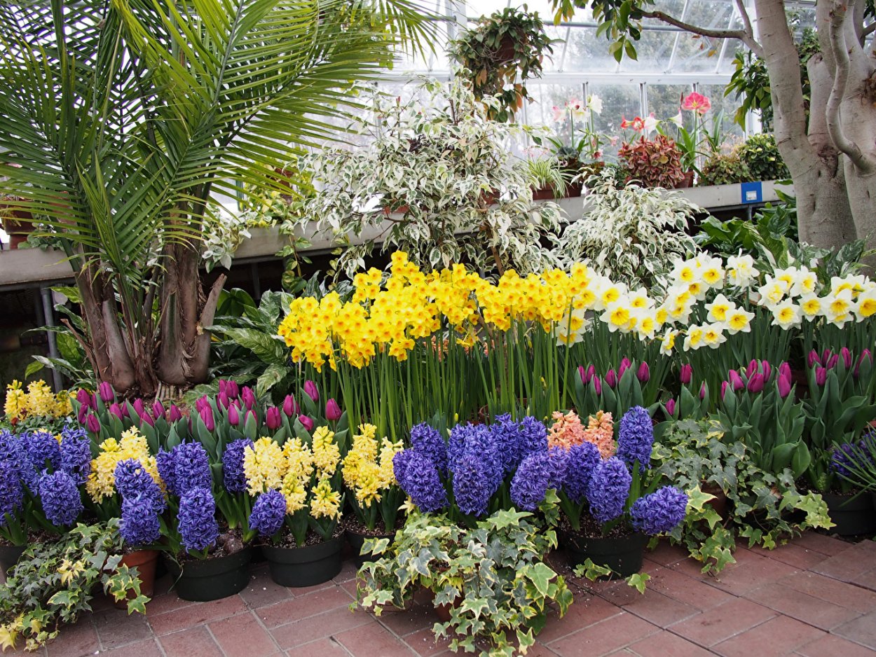 Гиацинты на клумбе