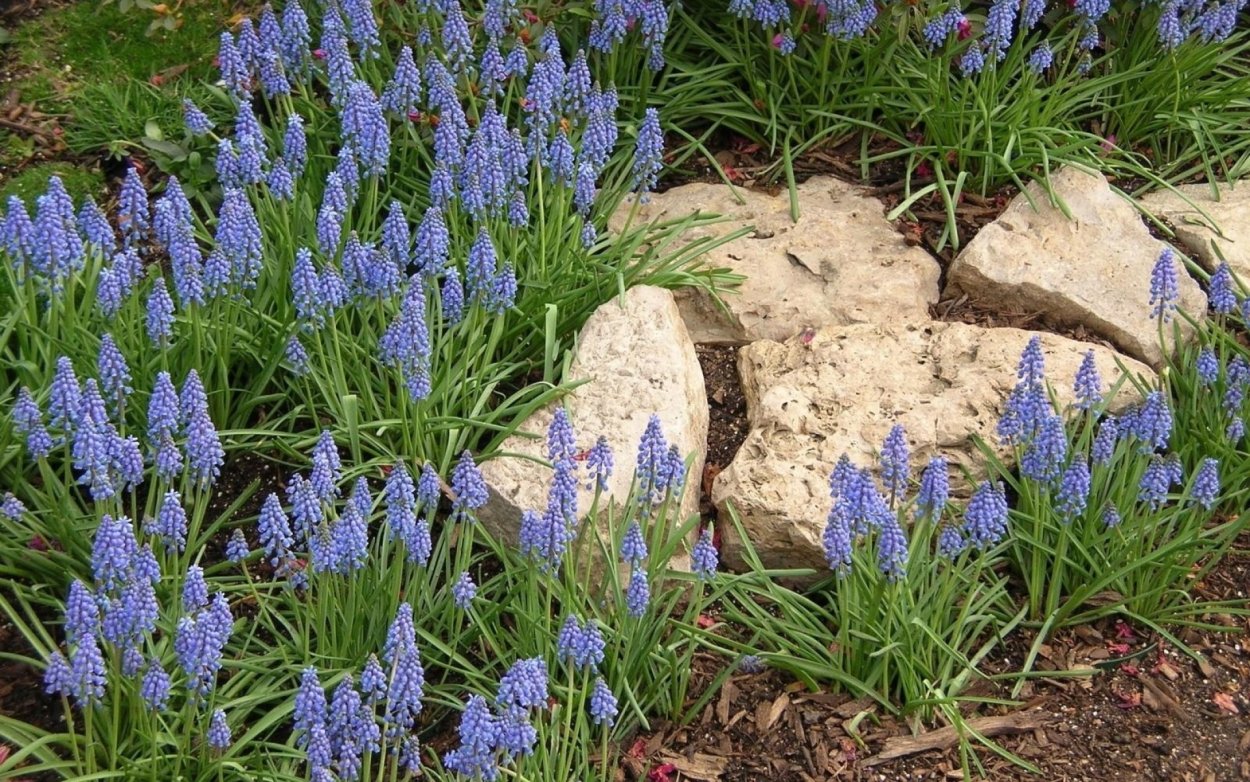 Луковичные мускари