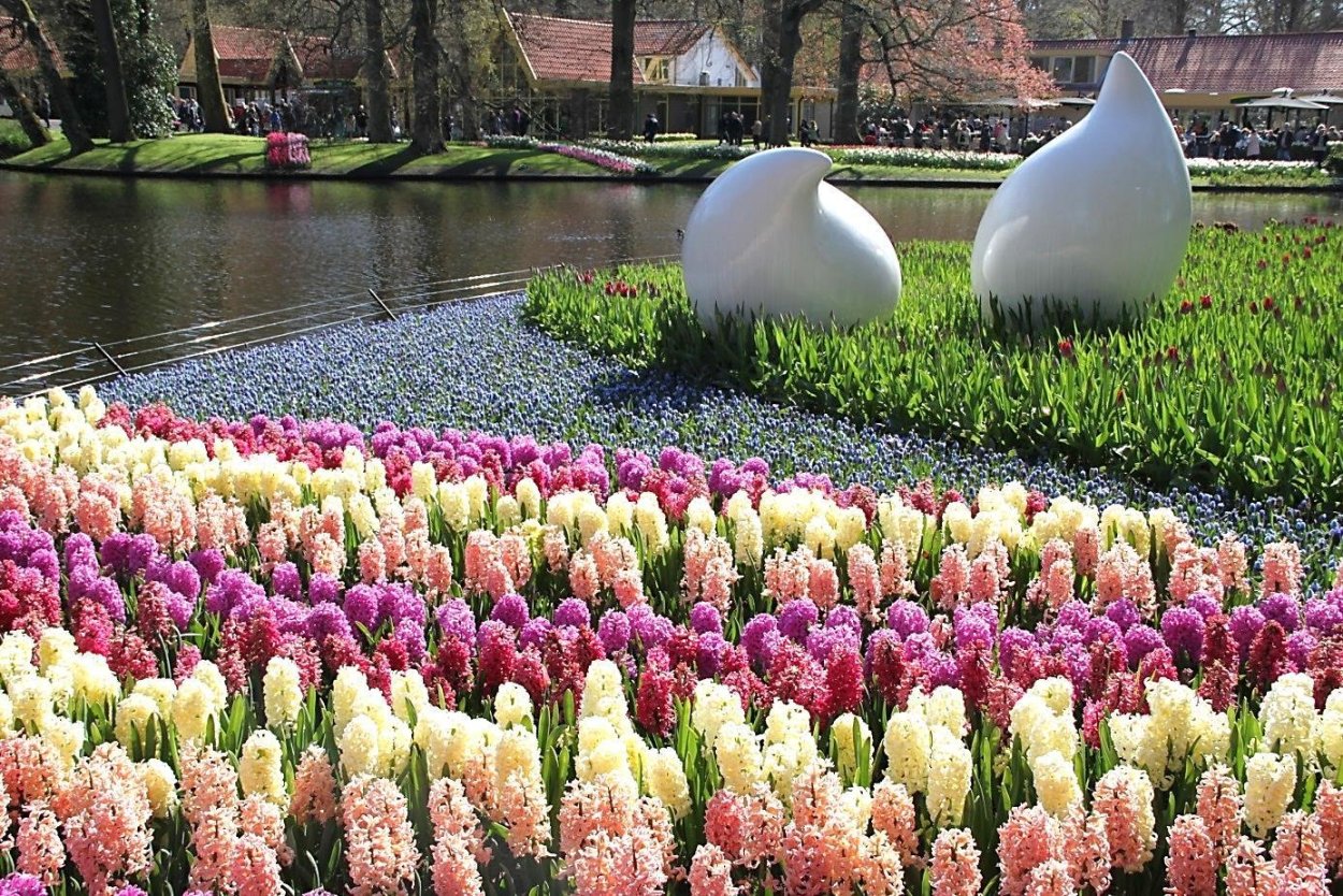 Крокусы, гиацинты, тюльпаны, нарциссы на клумбе