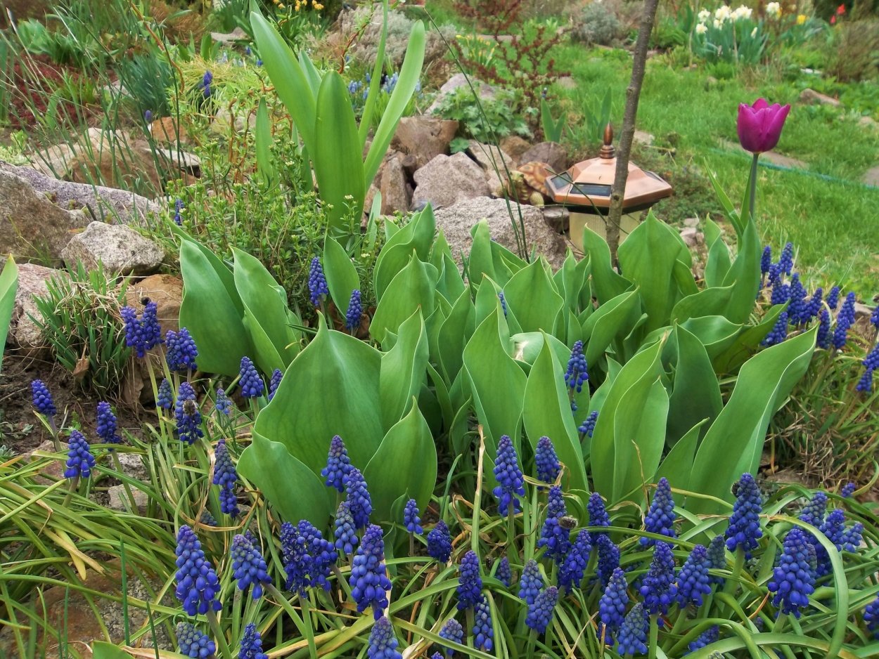 Мускари в альпинарии