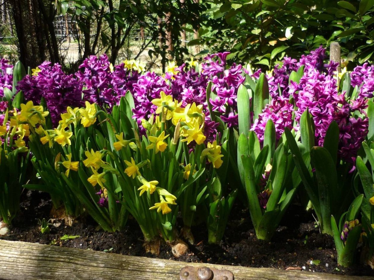 Цветение луковичных