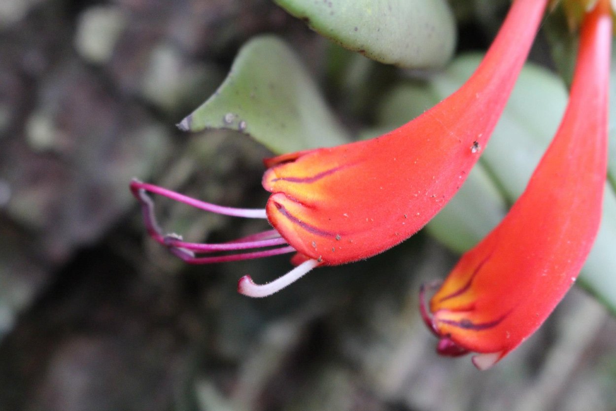 Эсхинантус грандифлора