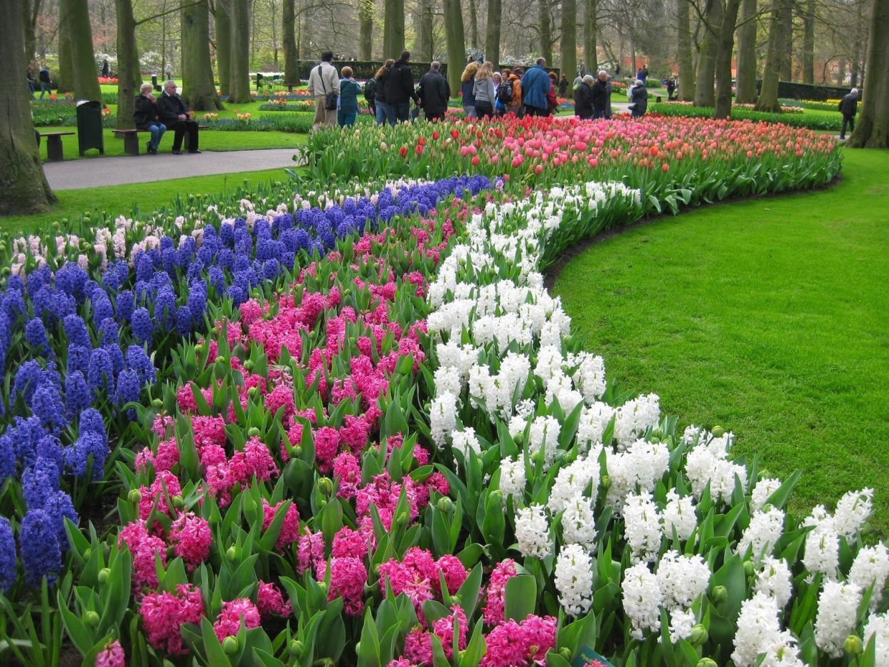 Гиацинт рабатка