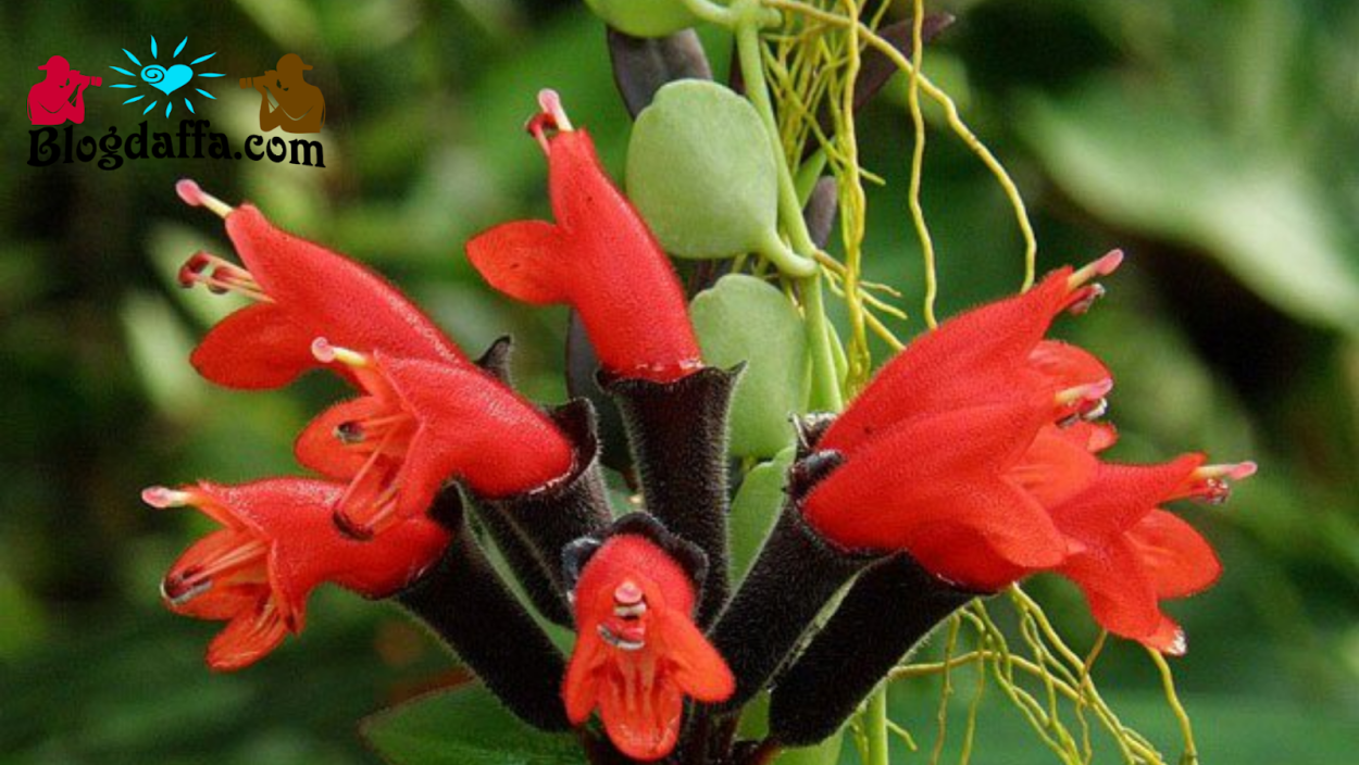 Эсхинантус Мона Лиза