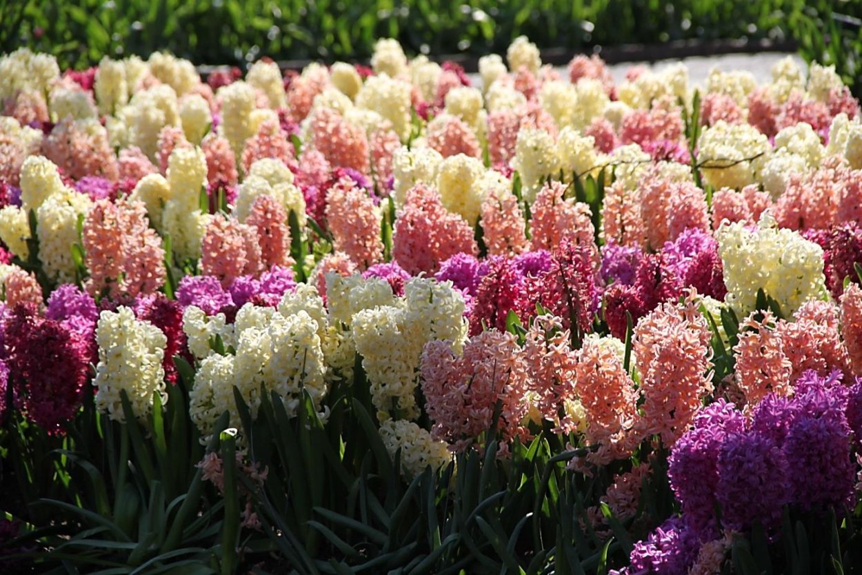 Гиацинты в саду