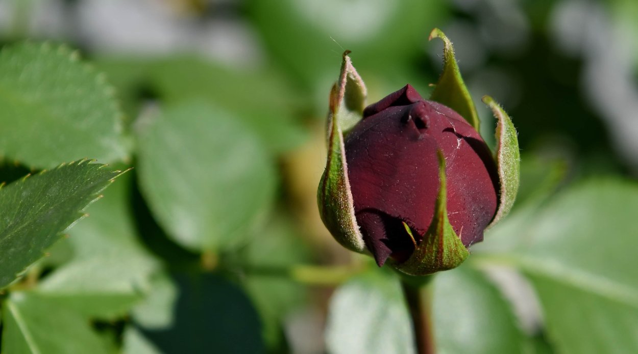 Бутон розы с листьями